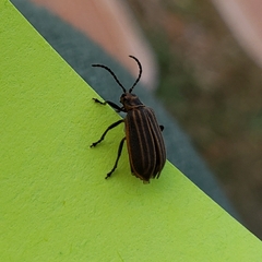 Neolochmaea dilatipennis