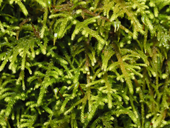 Claopodium