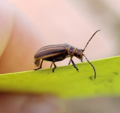 Neolochmaea dilatipennis