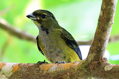 Euphonia pectoralis