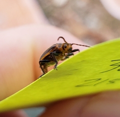 Neolochmaea dilatipennis