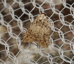 Tolpia conscitulana