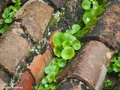 Umbilicus rupestris