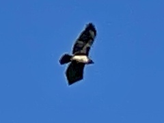 Buteo jamaicensis