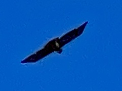 Buteo jamaicensis