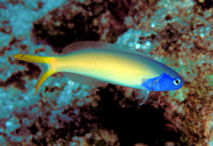 Hoplolatilus starcki