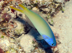 Hoplolatilus starcki