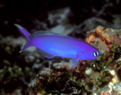Hoplolatilus starcki