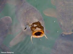 Cyprinus carpio carpio
