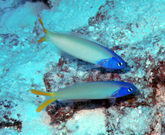 Hoplolatilus starcki