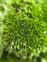 Dicranum flagellare