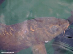 Cyprinus carpio carpio