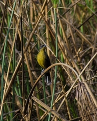 Agelasticus cyanopus