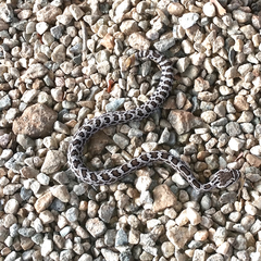 Crotalus oreganus helleri