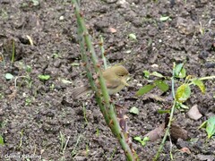 Phylloscopus ibericus