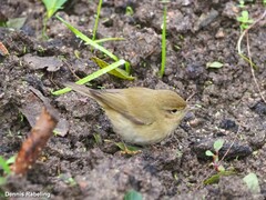 Phylloscopus ibericus