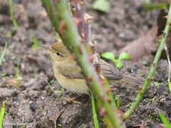 Phylloscopus ibericus