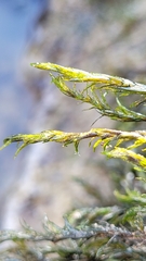 Cinclidotus aquaticus