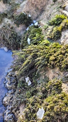 Cinclidotus aquaticus