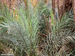 Phoenix dactylifera
