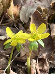 Eranthis hyemalis