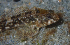 Blennodon dorsalis