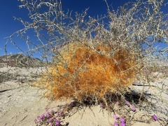Cuscuta psorothamnensis