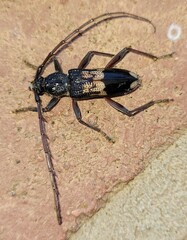Phoracantha semipunctata