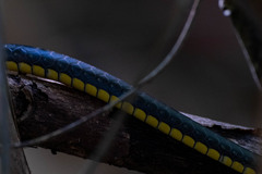 Chironius flavopictus