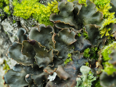 Peltigera neckeri