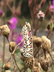Utetheisa pulchelloides