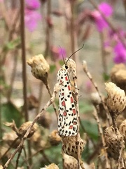 Utetheisa pulchelloides
