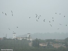 Chroicocephalus ridibundus