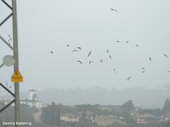 Chroicocephalus ridibundus