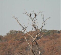 Aquila spilogaster