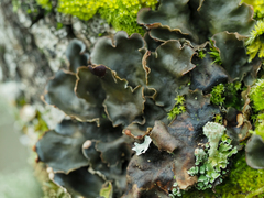 Peltigera neckeri