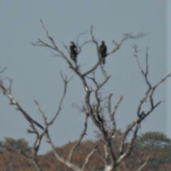 Aquila spilogaster