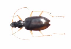 Platyninae