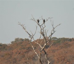 Aquila spilogaster