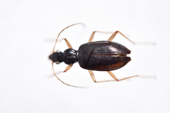 Platyninae