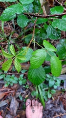 Rubus ulmifolius