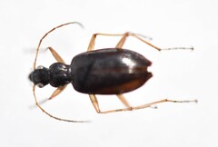 Platyninae