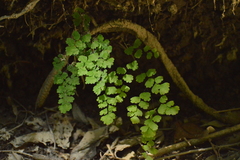 Adiantum concinnum