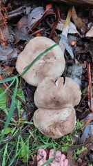 Clitocybe nebularis