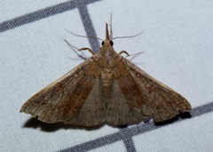 Renia discoloralis