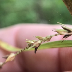 Carex mitchelliana