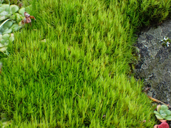 Dicranum howellii