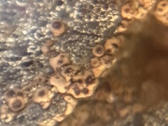 Acarosporaceae