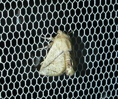 Anaxidia lozogramma