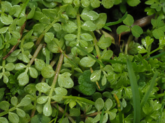 Limnanthes macounii